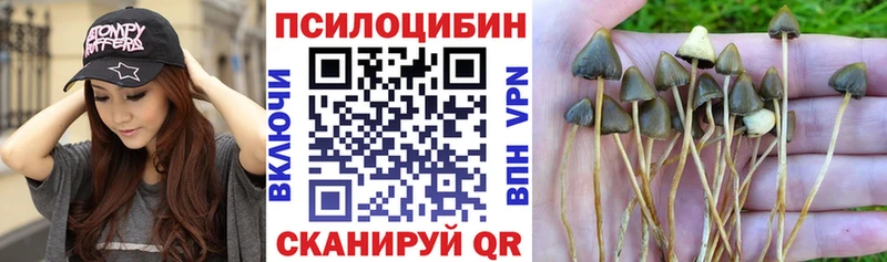 Галлюциногенные грибы Psilocybe  Таруса 
